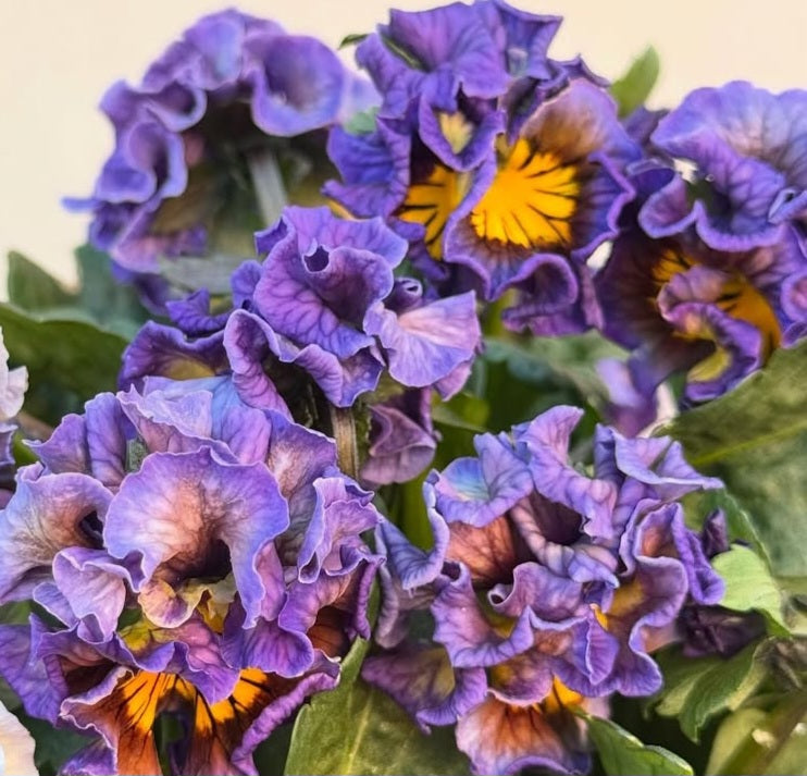 Pansy Japan Series Talulla 60 Seeds