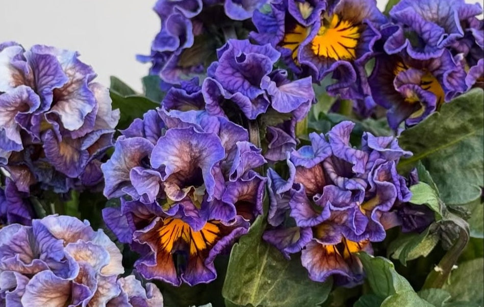 Pansy Japan Series Talulla 60 Seeds