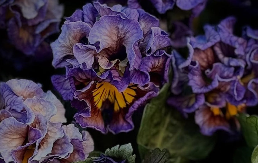 Pansy Japan Series Talulla 60 Seeds