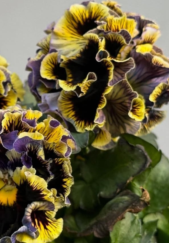 Pansy Japan Series Róis 60 Seeds