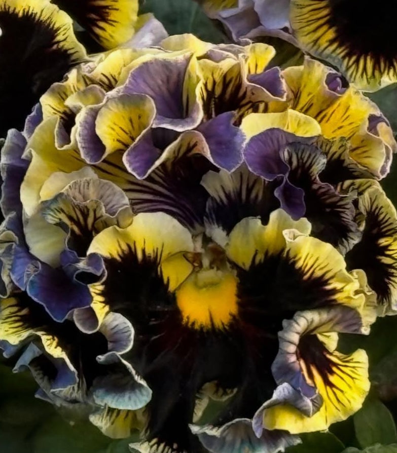 Pansy Japan Series Róis 60 Seeds