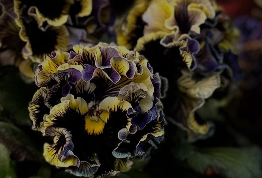 Pansy Japan Series Róis 60 Seeds