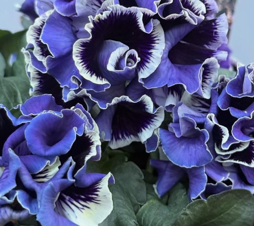 Pansy Japan Series Muadhnait 60 Seeds