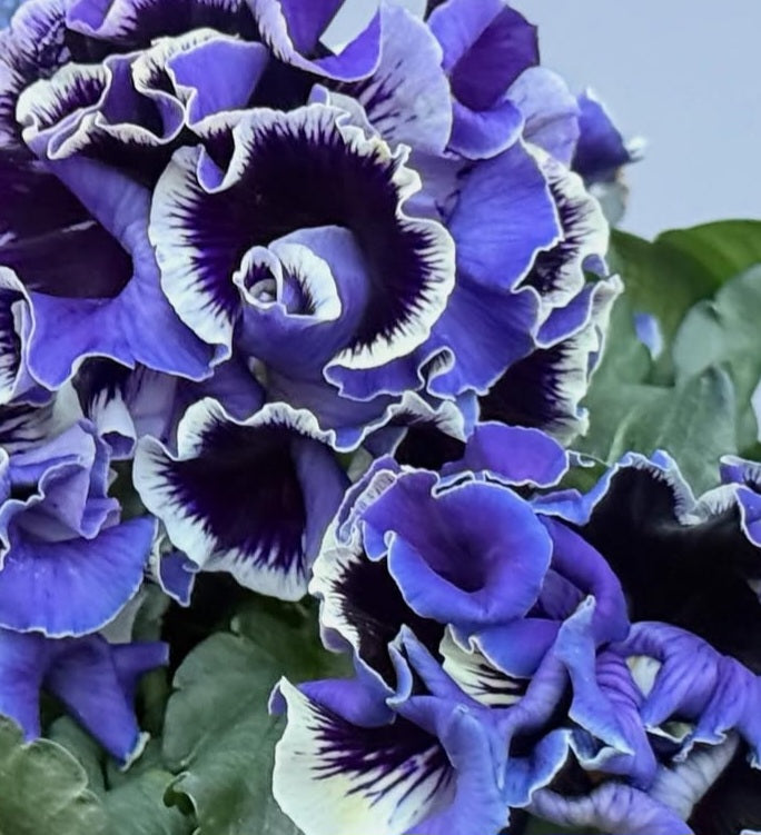 Pansy Japan Series Muadhnait 60 Seeds