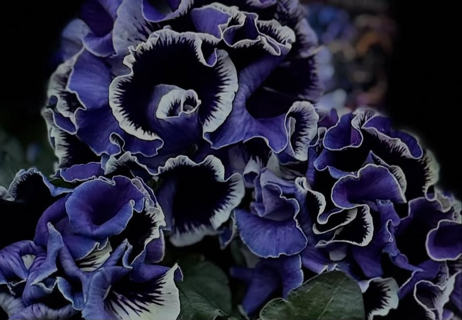 Pansy Japan Series Muadhnait 60 Seeds