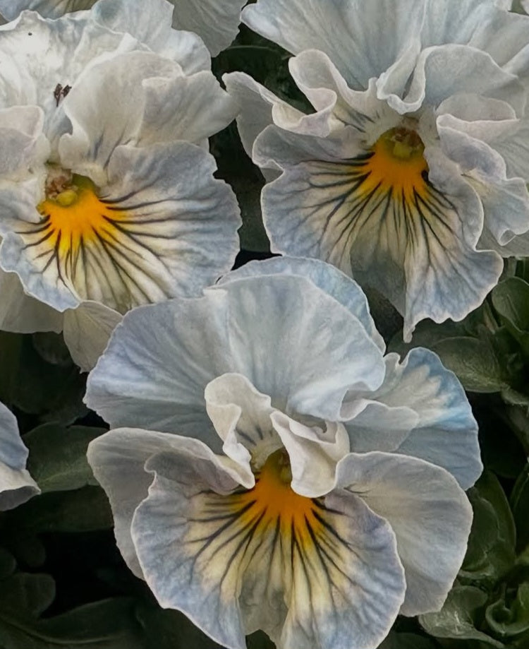 Pansy Japan Series Rathnait 60 Seeds