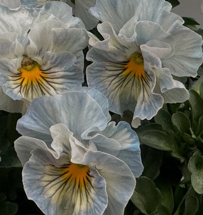 Pansy Japan Series Rathnait 60 Seeds