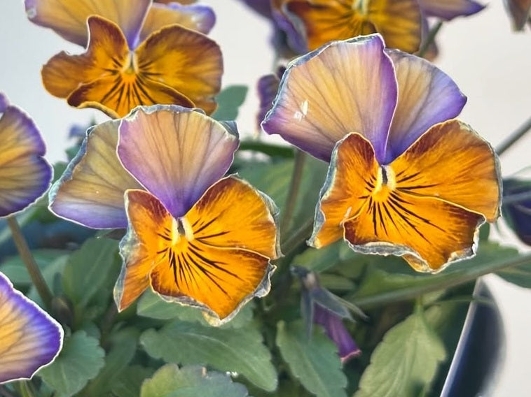 Pansy Japan Series Mavourneen 60 Seeds