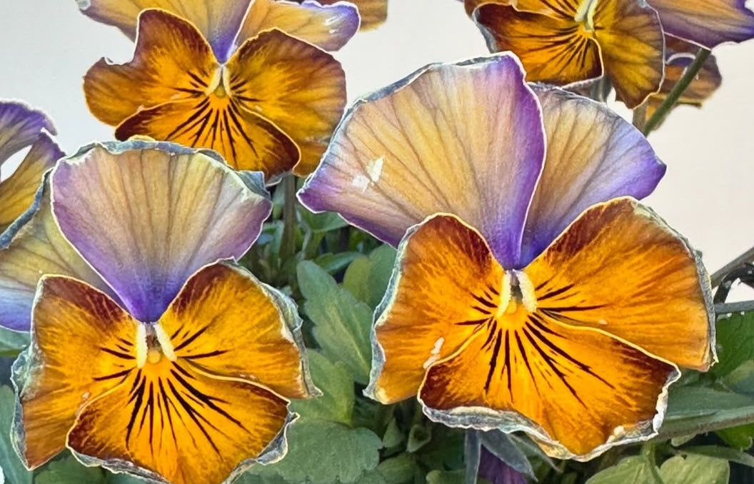 Pansy Japan Series Mavourneen 60 Seeds