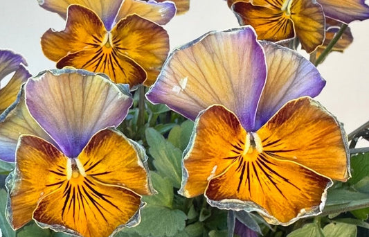 Pansy Japan Series Mavourneen 60 Seeds