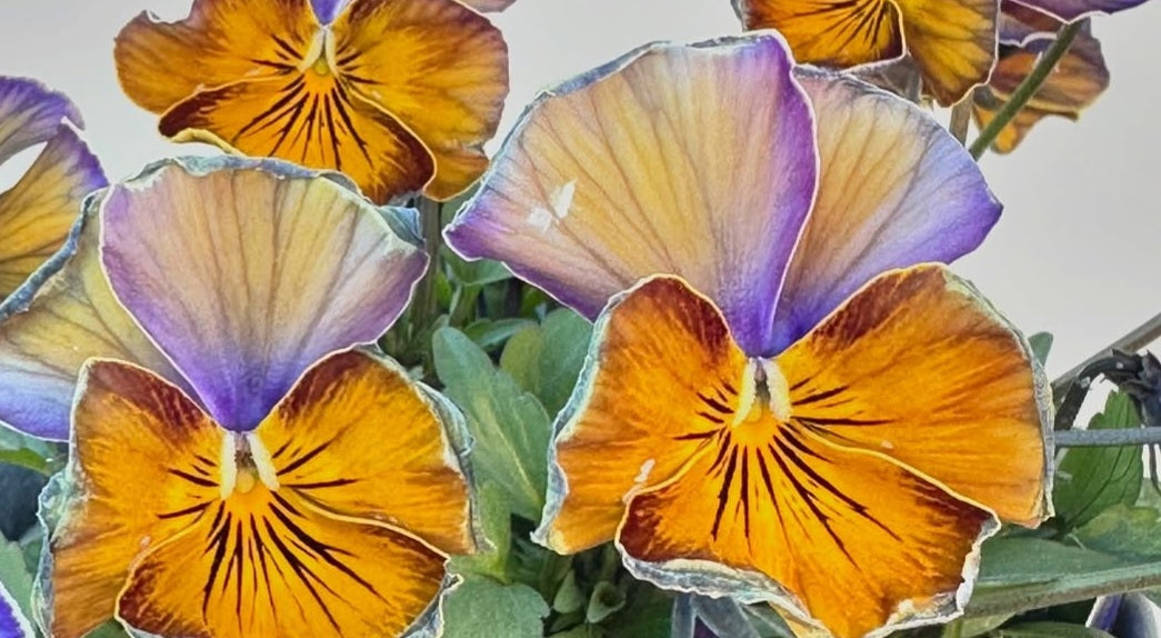 Pansy Japan Series Mavourneen 60 Seeds