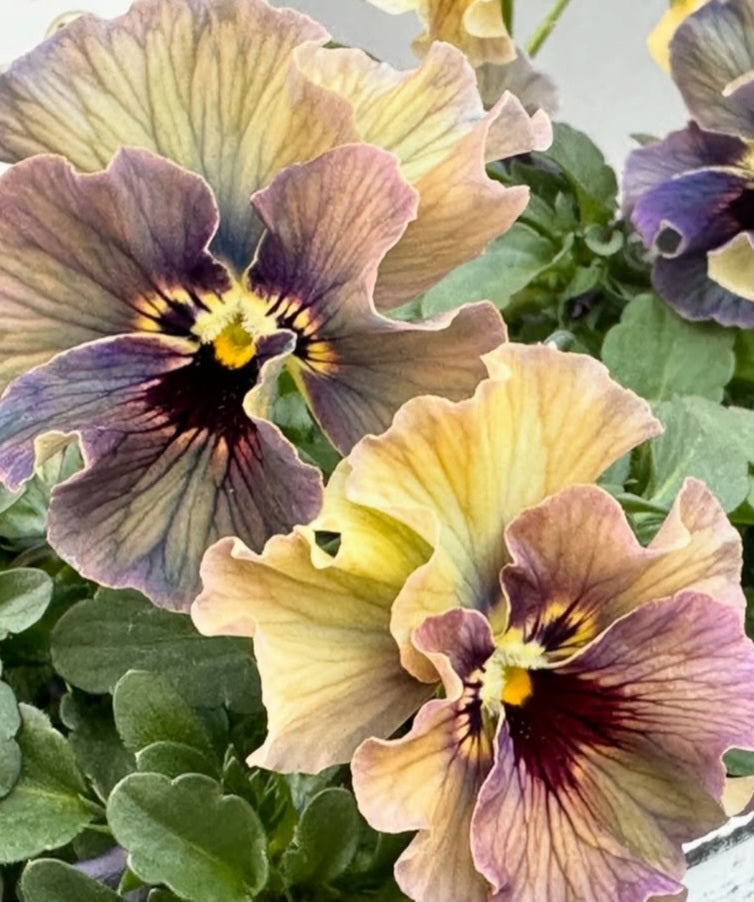 Pansy Japan Series Fedelma 60 Seeds