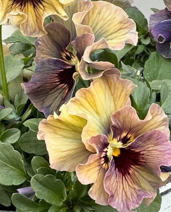 Pansy Japan Series Fedelma 60 Seeds