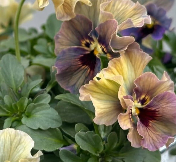 Pansy Japan Series Fedelma 60 Seeds