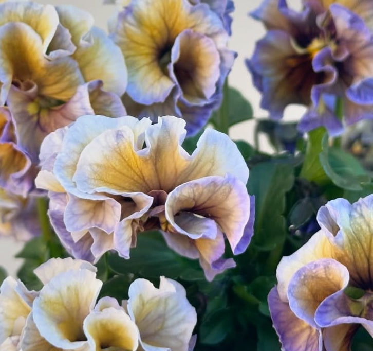Pansy Japan Series Líadan 60 Seeds