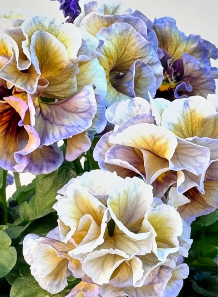 Pansy Japan Series Líadan 60 Seeds