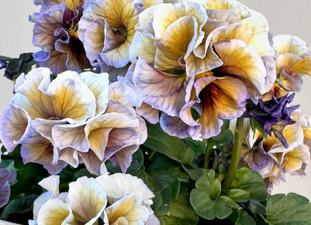 Pansy Japan Series Líadan 60 Seeds