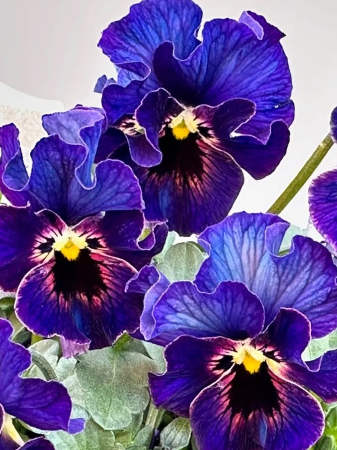 Pansy Japan Series Aithne 60 Seeds