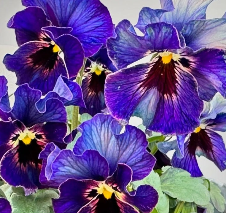 Pansy Japan Series Aithne 60 Seeds