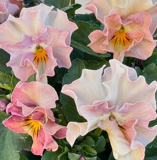 Pansy Japan Series Eireann 60 Seeds