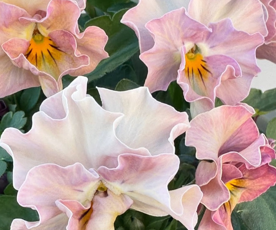 Pansy Japan Series Eireann 60 Seeds