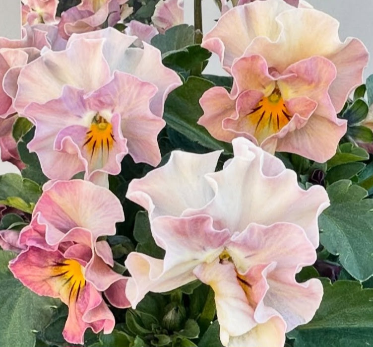 Pansy Japan Series Eireann 60 Seeds