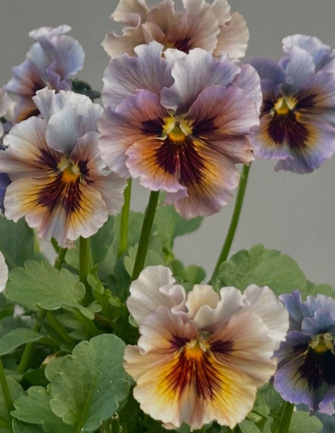 Pansy Japan Series Niamh 60 Seeds