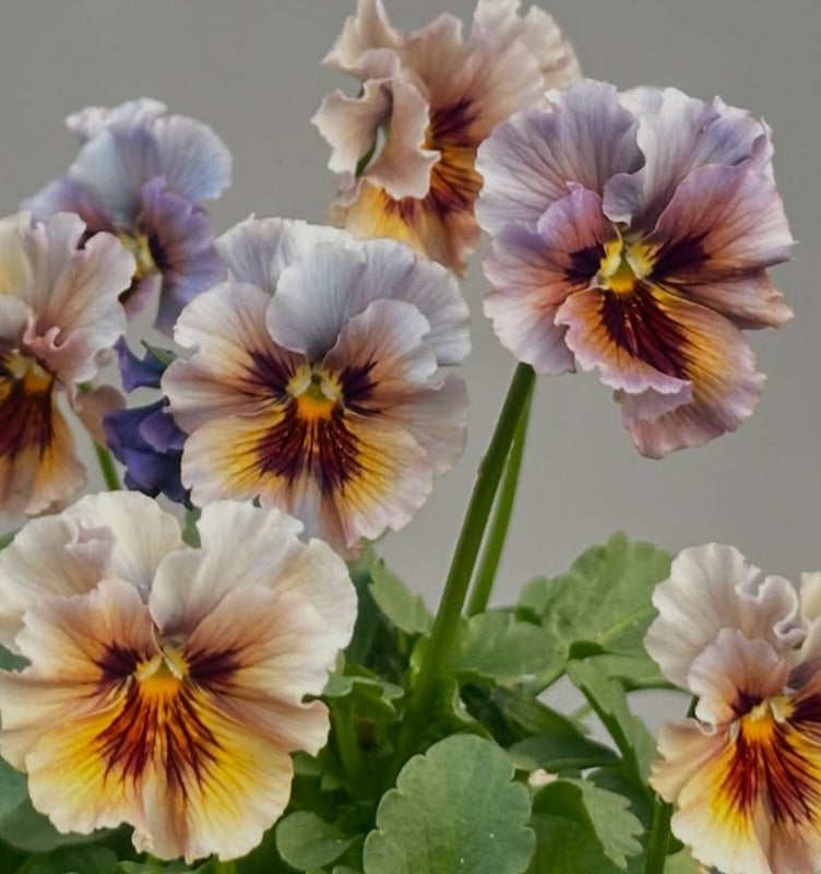 Pansy Japan Series Niamh 60 Seeds