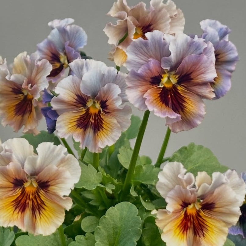 Pansy Japan Series Niamh 60 Seeds