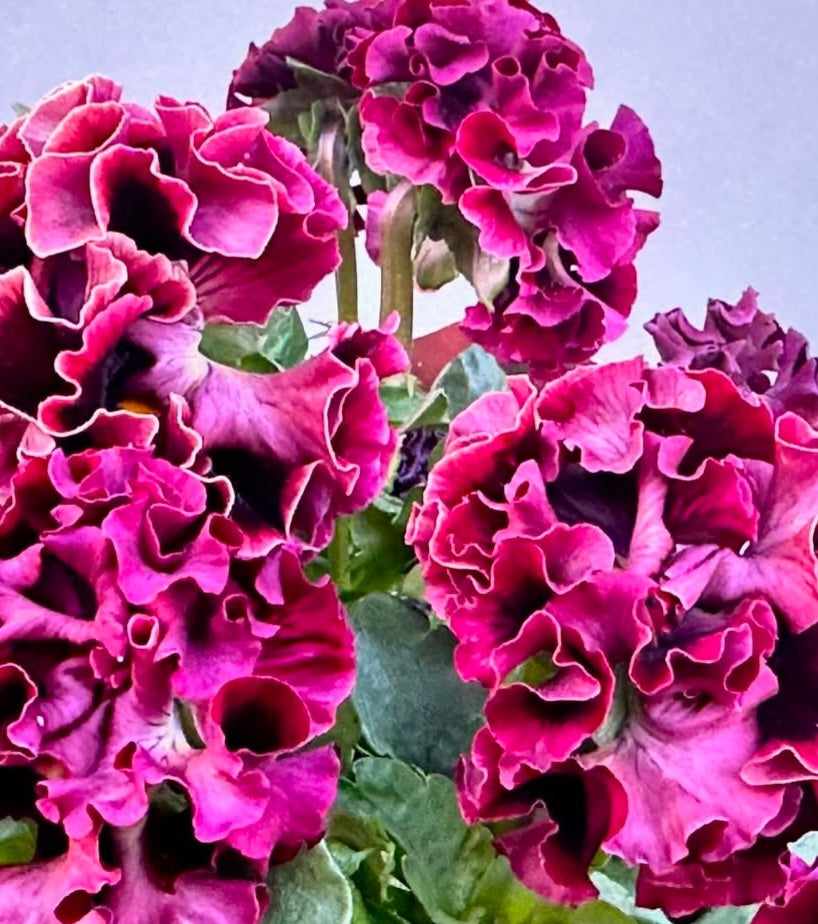 Pansy Japan Series Saoirse 60 Seeds