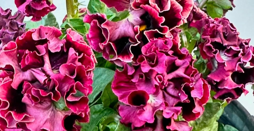 Pansy Japan Series Saoirse 60 Seeds