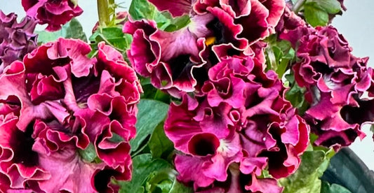 Pansy Japan Series Saoirse 60 Seeds