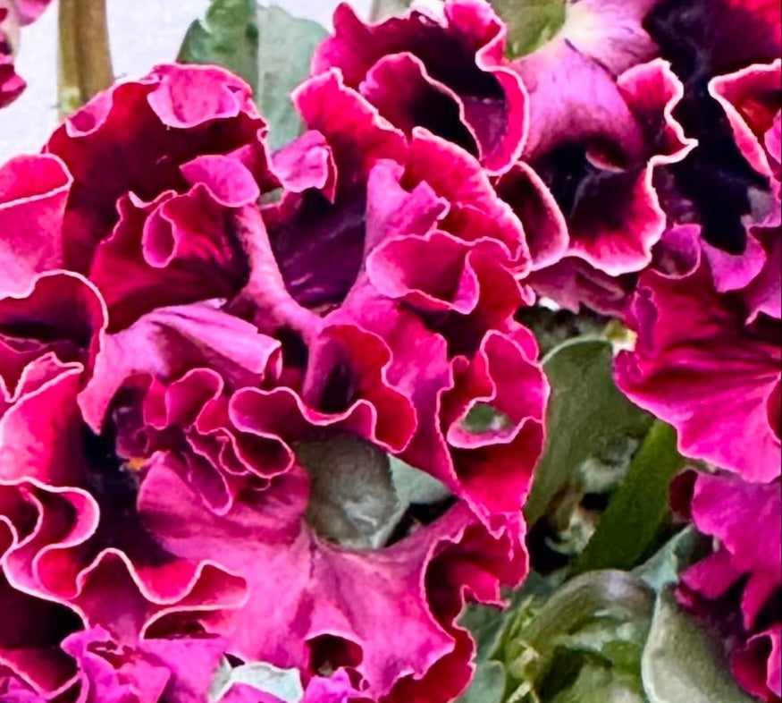 Pansy Japan Series Saoirse 60 Seeds