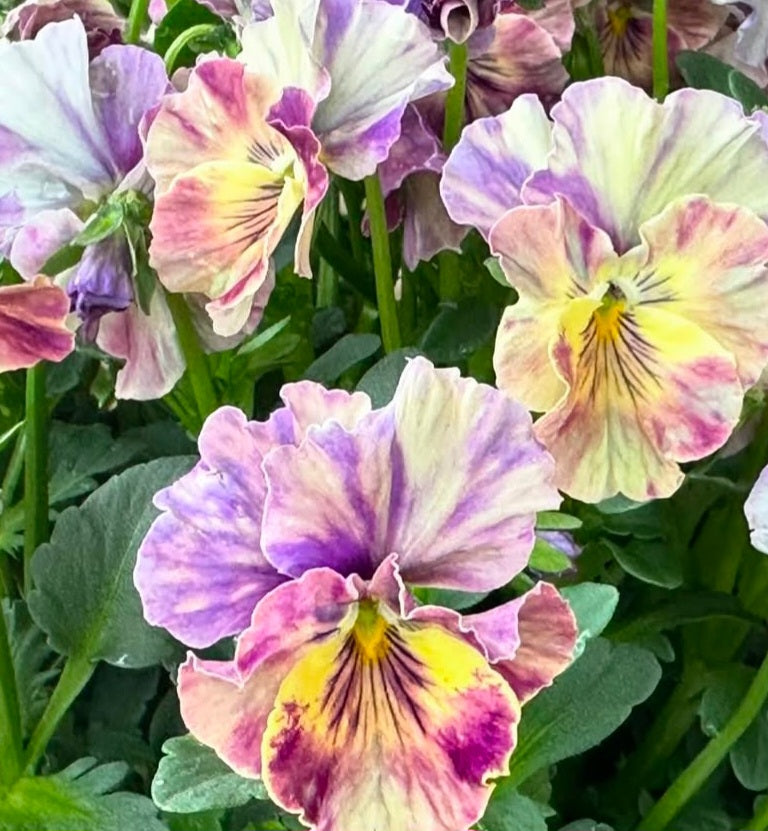Pansy Japan Series Fiona 60 Seeds