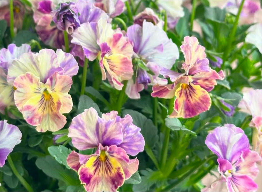Pansy Japan Series Fiona 60 Seeds