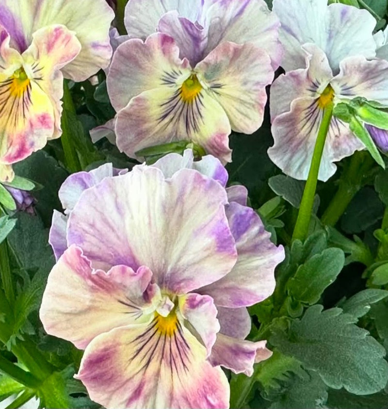 Pansy Japan Series Fiona 60 Seeds