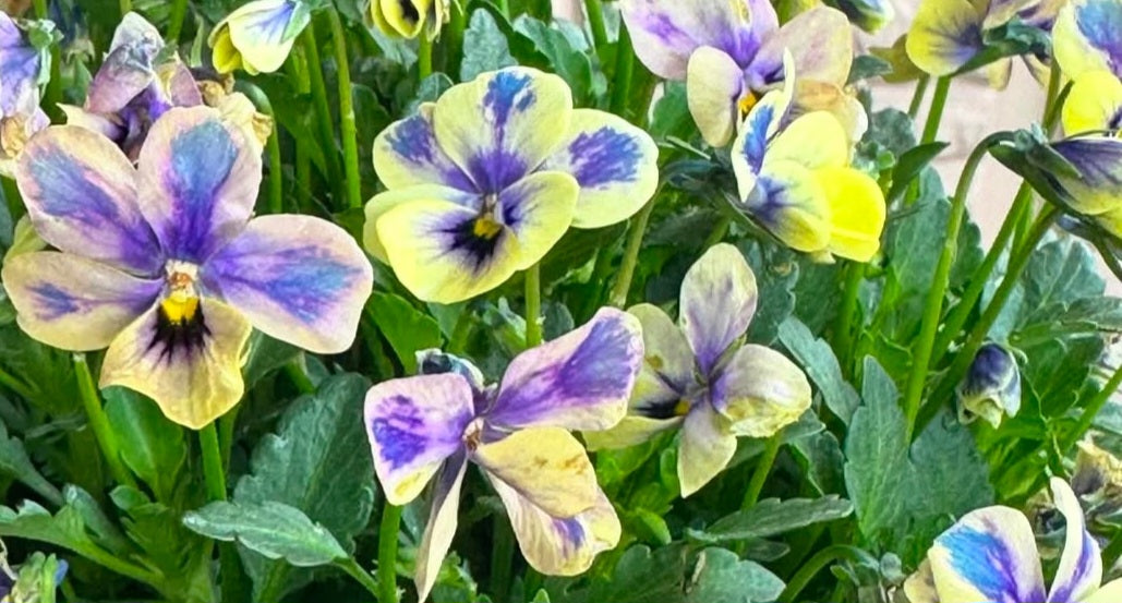 Pansy Japan Series Maeve 60 Seeds