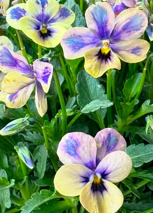 Pansy Japan Series Maeve 60 Seeds