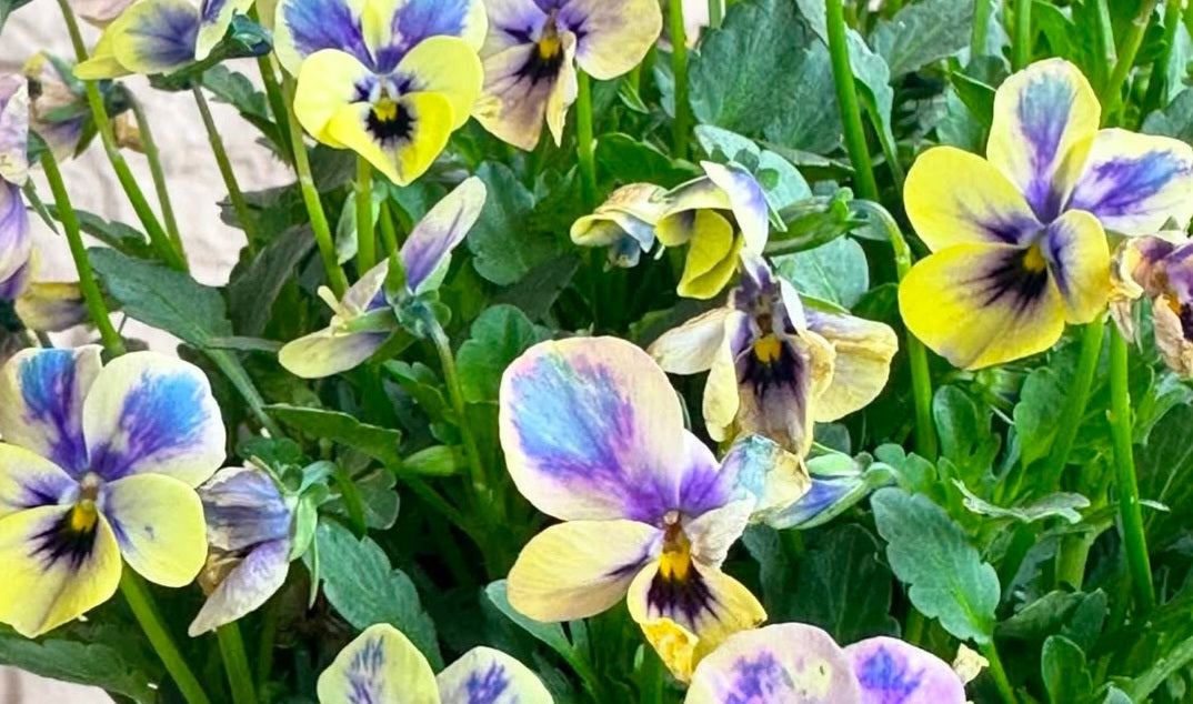 Pansy Japan Series Maeve 60 Seeds
