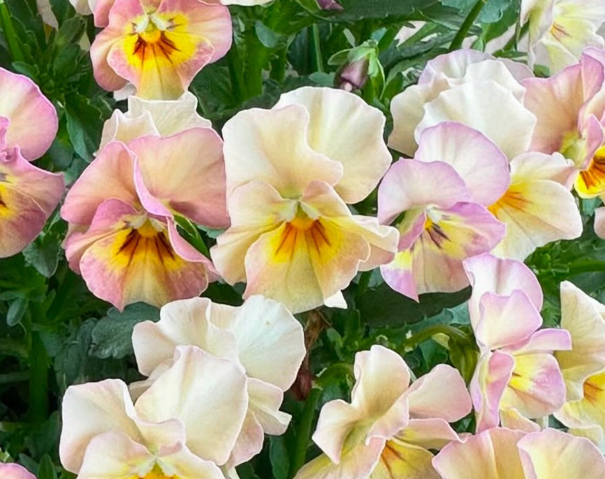 Pansy Japan Series Caitlin 60 Seeds