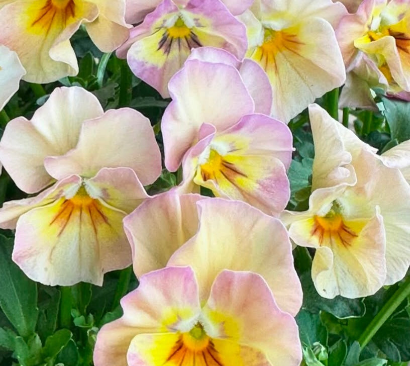 Pansy Japan Series Caitlin 60 Seeds