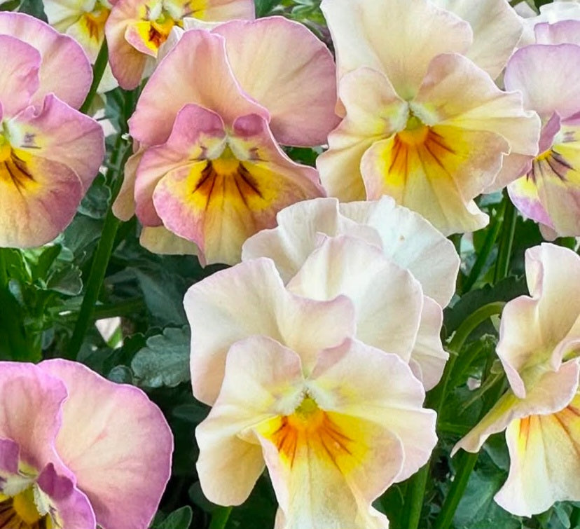 Pansy Japan Series Caitlin 60 Seeds