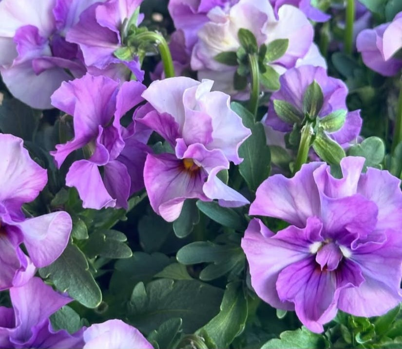 Pansy Japan Series Erin 60 Seeds