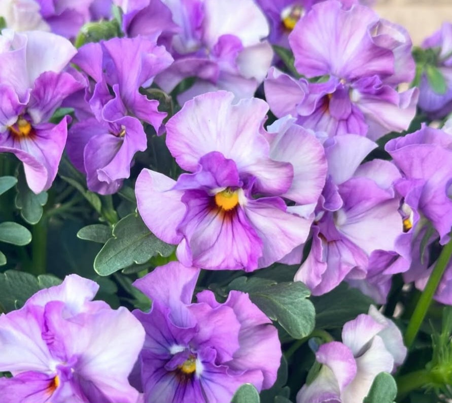 Pansy Japan Series Erin 60 Seeds