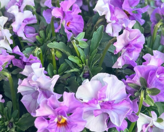 Pansy Japan Series Erin 60 Seeds