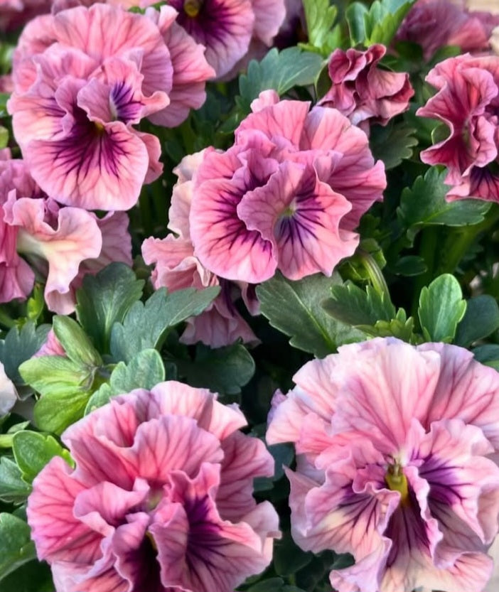 Pansy Japan Series Aisling 60 Seeds