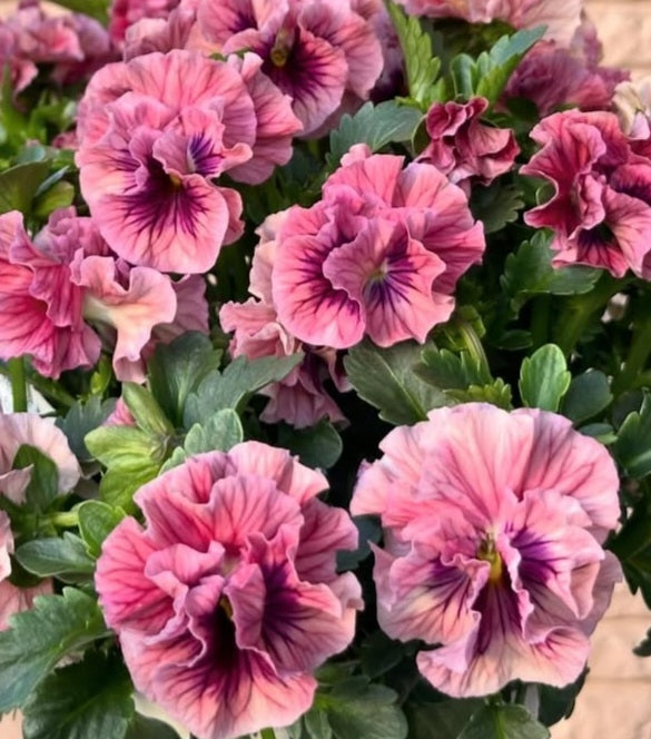 Pansy Japan Series Aisling 60 Seeds