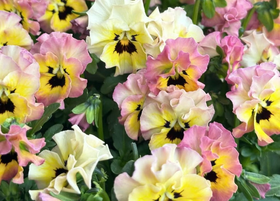 Pansy Japan Series Bridget 60 Seeds