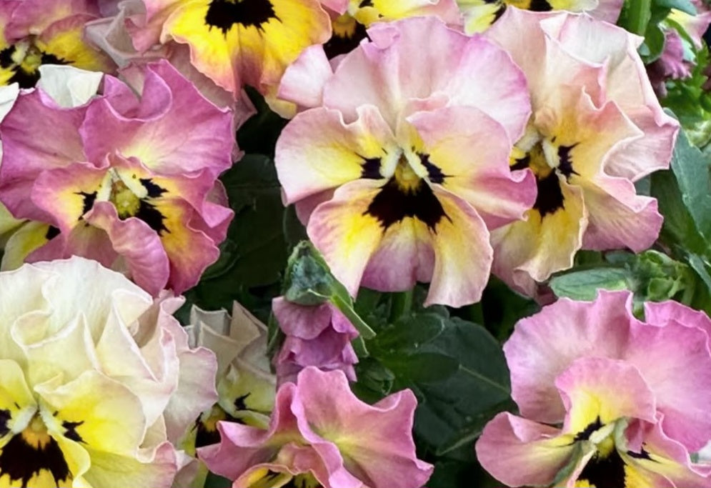 Pansy Japan Series Bridget 60 Seeds