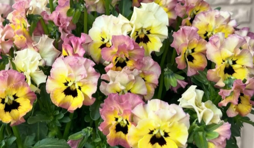 Pansy Japan Series Bridget 60 Seeds